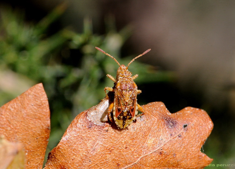 Nel bosco di San Martino: Stictopleurus pictus?
